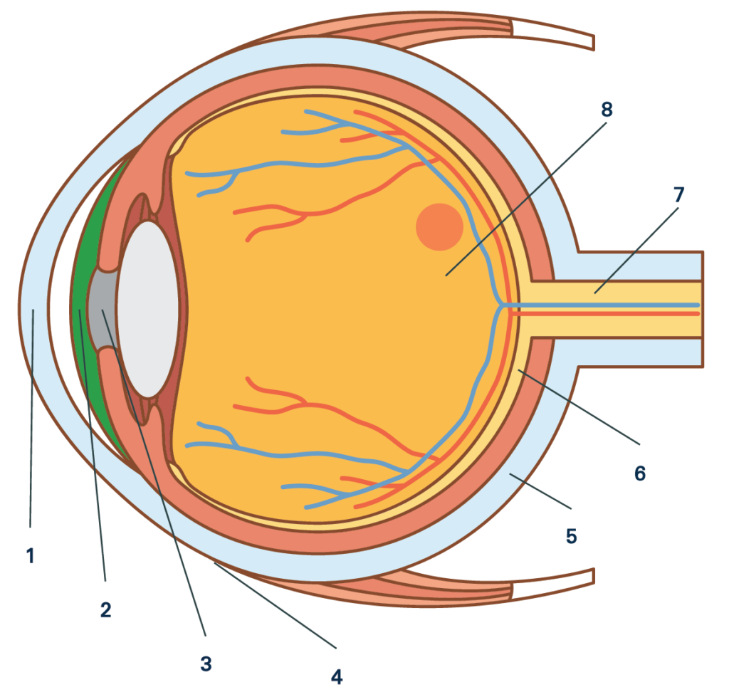 Eyeball anatomy